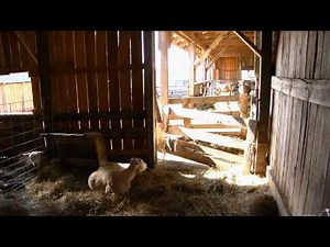 Northland Sheep Dairy - Breeding & Lambing.mov