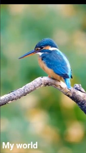 King fisher
