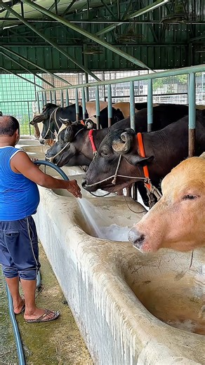 Smart watering technique for Holstein, Murrah & Albino bulls 🚰🐃