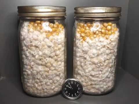 Mycelium Growing (Popcorn Grain Spawn Jars Colonizing)