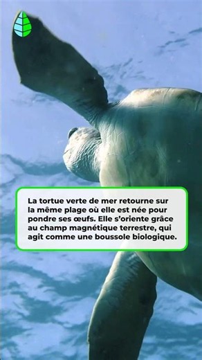 Les TORTUES VERTES de MER rentrent toujours à la MAISON 🏠🐢