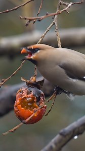 Bohemian Waxwing eating a fruit Wincent JHNcl #bird #nature #wildlife | HAWI Studios