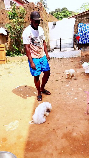 Obedience training with Daisy 🥰. #smartpawz #lhasaapso #dog #fyp