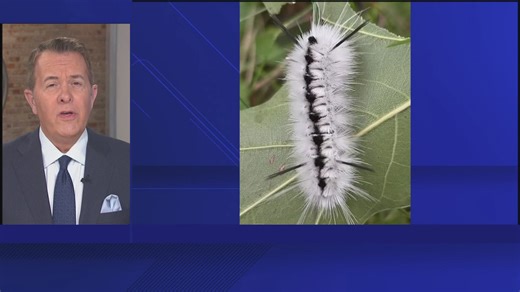 Clearwater parks officials warn visitors to stay away from fuzzy caterpillars