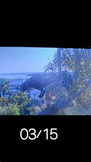 Quinn Fledge @ Captiva Eagle nest