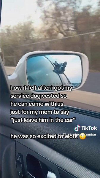 he was excited to go to work. we haven't been PA training in a while since we haven't been allowed to leave the house by ourselves so he was excited. Hopefully tomorrow my stepdad can take us somewhere to train 🙏 #huskymix #servicedog #foryoupage #dogcommunity