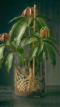 🥭 Growing Mango From Seed in a Glass Pot — 55 Days TIMELAPSE!