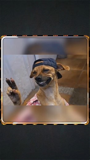 Good boy 😎 #memes #shorts