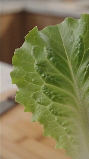 🥬 Keep Lettuce Fresh Longer! Easy Storage Hack ✨