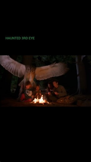 owl attacks kid #scary #animalattack #owl #camping