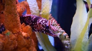 39 reactions · 9 comments | This Japanese Dragon Moray is available for Sale! Japanese dragon moray eel is the holy grail of all moray eels.This species requires an aquarium of 150 gallons or larger. Caution should always be taken when working with an aquarium with any eel. We highly recommend quarantine. For more details please call us at 973-365-0200 Posted by: Cedes | Absolutely Fish | Facebook