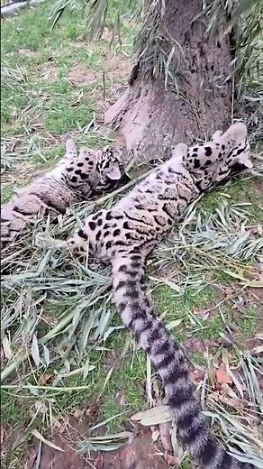 Clouded leopard cubs playing