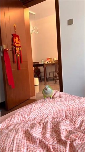 Unexpected Cuteness! A Chubby Ball Flies Over + Elf, Chicken, Parrot Fun