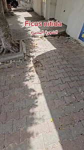 المهدية : Ficus nitida الشجرة المدمرة !!!! | Hatem Jlassi