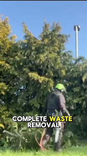 Hire a local tree surgeon today