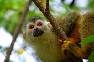 Mammals of Costa Rica: Species to Spot in the Wild