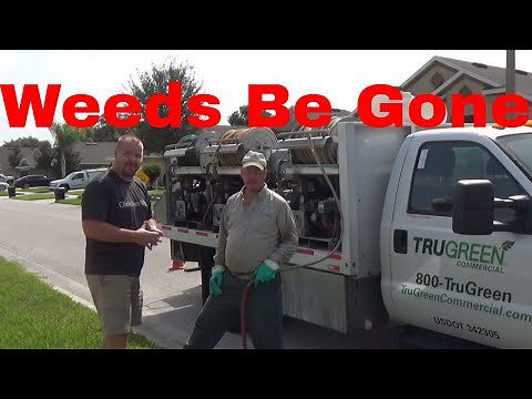 Before and After - TruGreen Service Kills Weeds In 5 Days