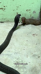 King cobra 🐍 with nevla eating video #wildlife #snack #nevlafightkingcobra #kingcobra #snacktime #animallover #shortsvideos #fbviralreels #fbreels23 #snackvideo #snacks #cat #catlover | snakes with nevla