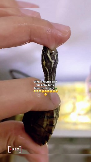 How to Handle Baby Turtle Biting Your Finger