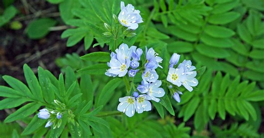 Jacob's Ladder as a Plant: Poetry and Curing Characteristics