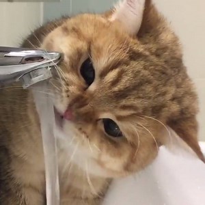 Play with water | Pet Loves