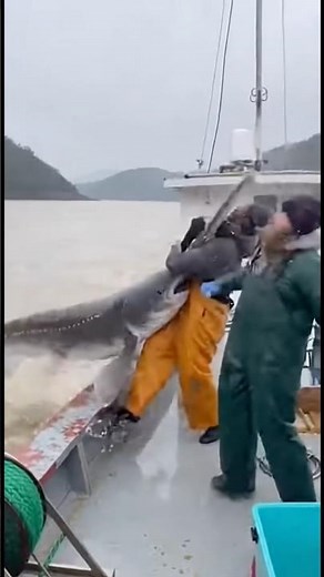 GIANT CHINESE PADDLEFISH ON THE BOAT!