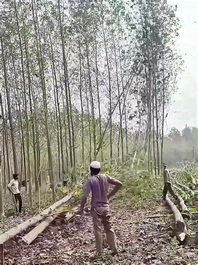 Logging timber process like dominoes