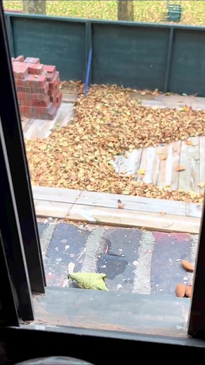 Hilarious Squirrel Compilation You Can't Miss!