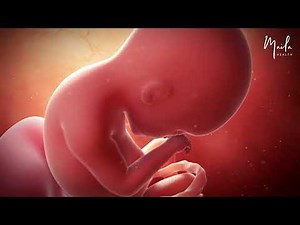 19 Weeks of Pregnancy | Second Trimester | Fetal Stage