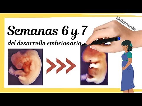 Sexta y Séptima Semanas Del Desarrollo Embrionario Humano o semanas 8 y 9 desde la FUM