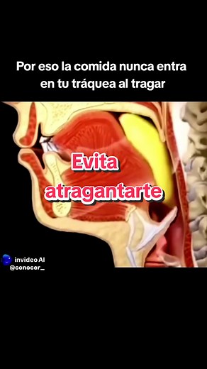 Importancia de la Epiglotis en la Deglución