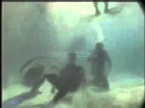 Steve Irwin last minute video