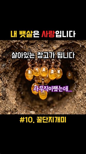 꿀단지개미의 복부 비만과 희생(#10)