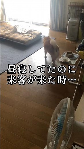気持ちよく昼寝してたのに気怠そうに外の様子を見に行く柴犬#いぬのきもち#柴犬の日常#柴犬の癒し#しばいぬ#shibainu#doglife
