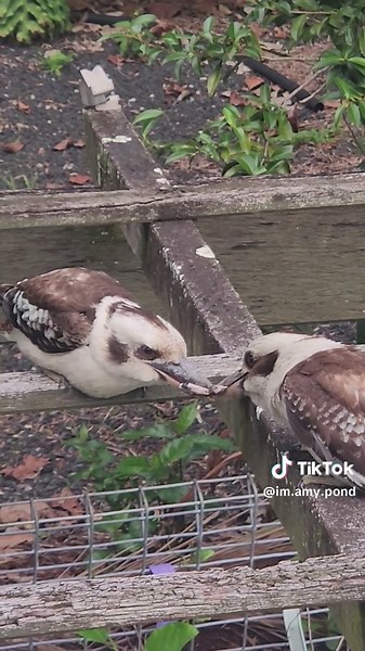 20 minute standoff over a skink
