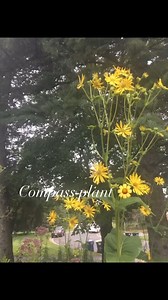 Cup Plant (Silphium perfoliatum) is also called Carpenter's Weed for...
