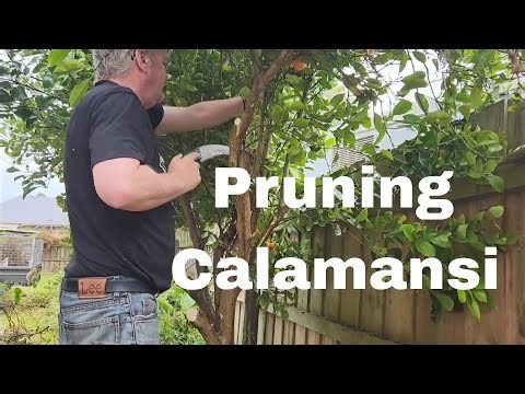 How to Prune Calamansi the easy way to create new branches for next year! Pruning Kalamansi