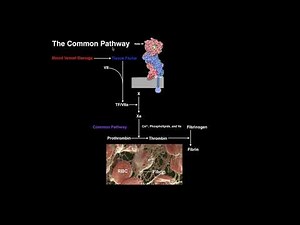 Indirect Fibrinolysis: The Protein C Pathway
