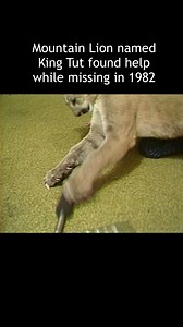 In 1982, a runaway mountain lion named King Tut went on a suburban sabbatical before being nabbed by a teen. He was nice enough, unless you were a microphone, which he treated like a chew toy. http://www.wesh.com/article/friendly-cougar-captured-1982/69548246 | WESH 2 News