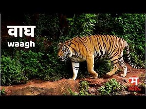 Learn Animal Names in Marathi 🐘🦁 | Marathi for Kids & Beginners | Speak Marathi