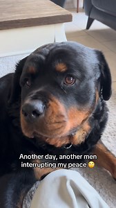 Always interrupting cuddle time with my mom!! #rottweiler #dogs #viral | Dycederottweiler