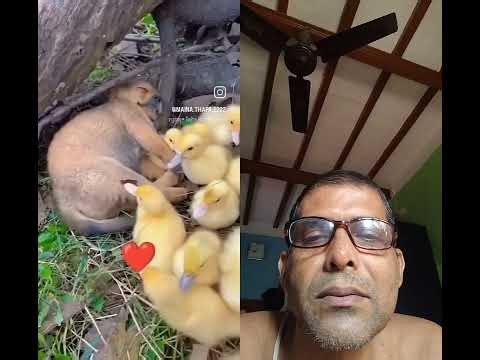 Friendship between the ducklings and the puppy.