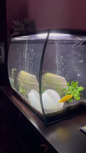 Aquarium - Fluval Flex 57 (African cichlid)