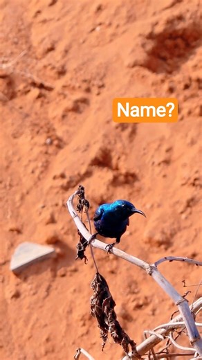 what is this bird name ? #rkbabudailekh #birds