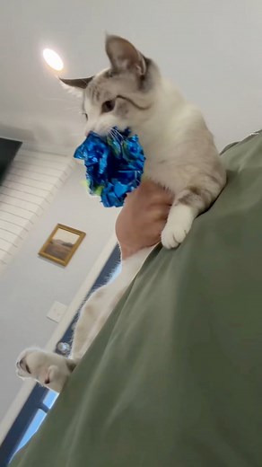 486K views · 19K reactions | an unbreakable bond | Abram Engle | Facebook