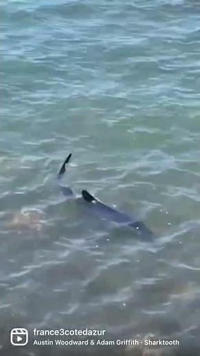 Un requin bleu sur une plage d'Hyères : pourquoi il ne faut pas avoir peur d'eux en Méditerranée