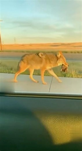 НИКТО НЕ ПОСТРАДАЛ! Кроме волка, который обиделся, что у него добычу украли😁 #охота #hunting