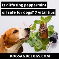 Is Diffusing Peppermint Oil Safe for Dogs? 7 Vital Tips
