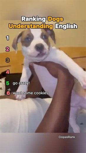 Ranking Dogs Understanding English #funny