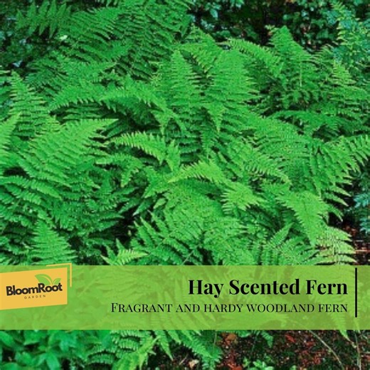 Hay Scented Fern Clumps, Fragrant Woodland Perennial Plant, Shade Garden Fern - Etsy